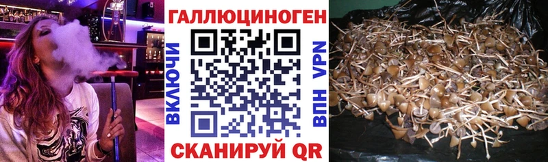 закладки Кондопога blacksprut зеркало Галлюциногенные грибы MAGIC MUSHROOMS
